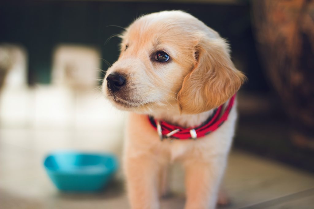 chiot labrador sable collier rouge