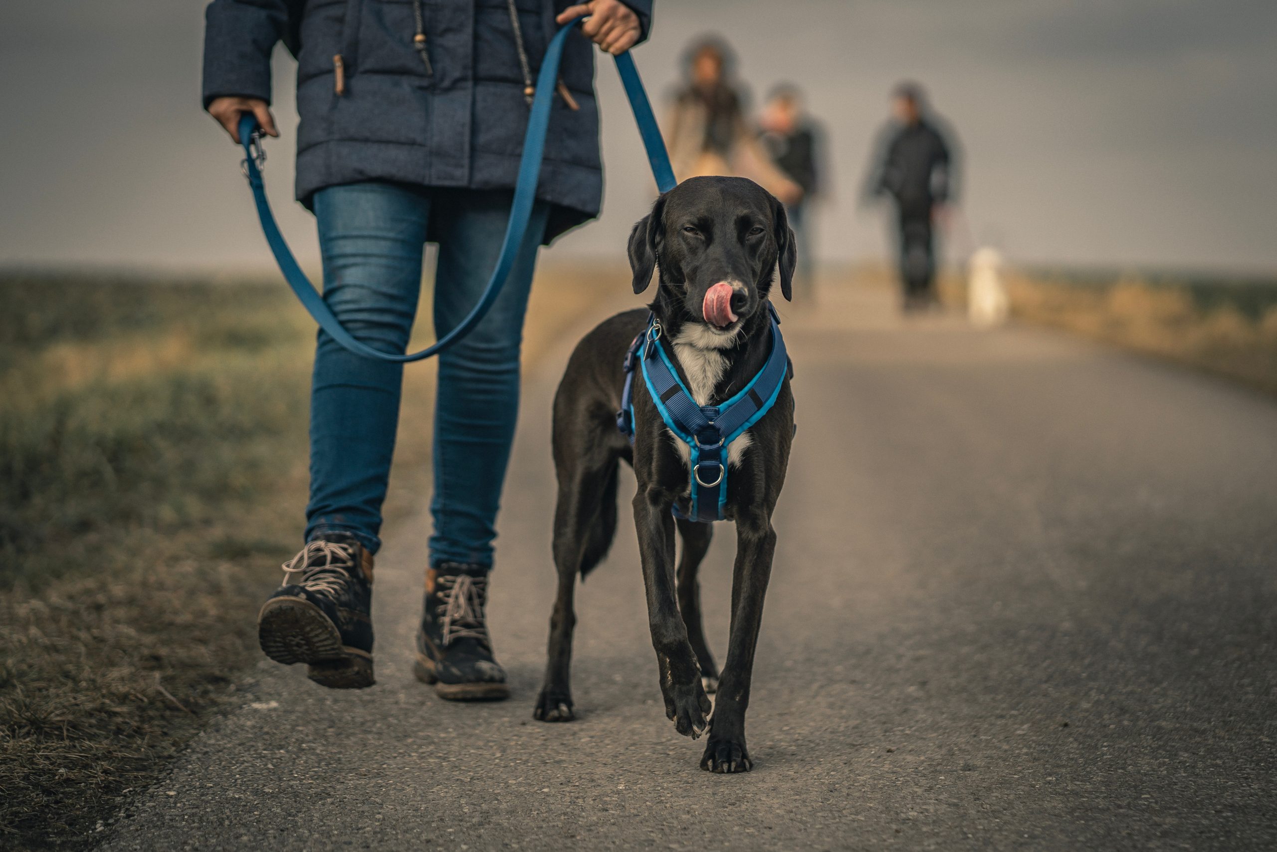 chien promenade laisse